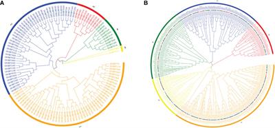 Genome-wide analysis of the SBT gene family involved in drought tolerance in cotton